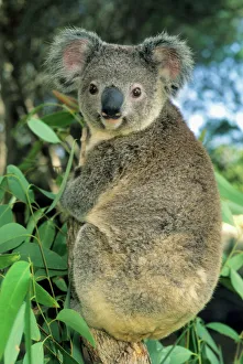 Looking At Camera Prints: Koala, (Phascolarctos