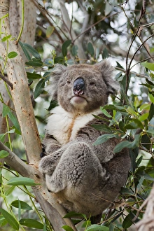 Koala (Phascolarctos cinereus) in tree, Australia