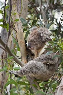 Arboreal Prints: Koala (Phascolarctos cinereus) in tree, Australia