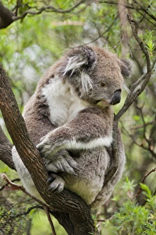 Images Dated 15th December 2011: Koala (Phascolarctos cinereus) in tree, Australia