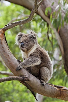 Koala (Phascolarctos cinereus) in tree, Australia