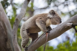 Images Dated 15th December 2011: Koala (Phascolarctos cinereus) in tree, Australia