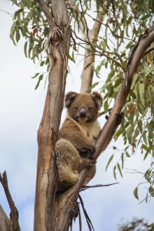 Endangered Prints: Koala in tree on Kangaroo Island, Australia