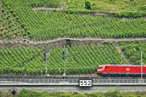 Railroad Prints: Koblenz, Germany, a high speed train rushes by Rhineland Vineyards along the bank