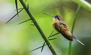 Hummingbird Prints: Koepcke's hermit at home only in the forest of Peru