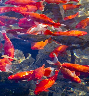 Huntsville Prints: Koi and carp in Big Spring Park, Huntsville, Alabama