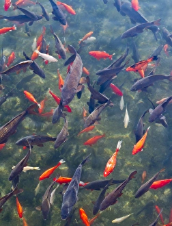 Koi and carp in Big Spring Park, Huntsville, Alabama