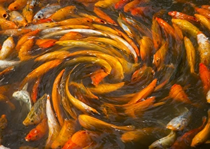 Many Prints: Koi in circular design and pattern