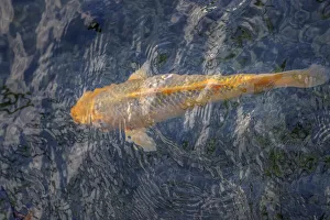 Fish Prints: Koi fish in pond