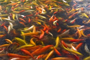 Images Dated 4th September 2008: Koi pond, Island of Kauai, Hawaii USA