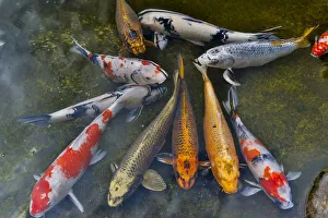Tokyo Prints: Koi in pond, Tokyo, Japan