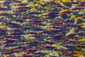 Ritual Prints: Kokanee salmon head upstream in spawning grounds in British Columbia, Canada