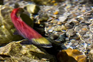 Ritual Prints: Kokanee salmon heading upstream in spawning grounds in British Columbia, Canada