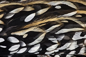Pheasant Prints: Koklass Pheasant feathers