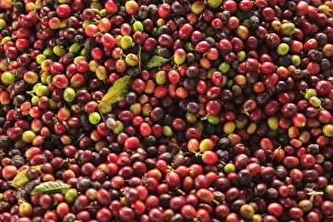 Copy Space Prints: Kona coffee beans, coffee plantation, Big Island, Hawaii, USA