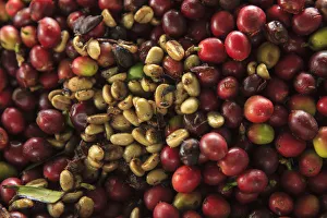 Images Dated 14th February 2013: Kona coffee beans, coffee plantation, Big Island, Hawaii, USA