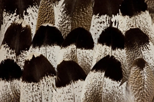 Natural Pattern Prints: Kori Bustard feather design