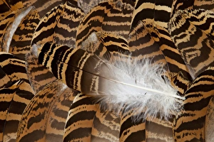 Golden Prints: Kori Bustard Feathers