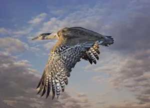 Kori Bustard in flight over the Savannah of Etosha National Park (Digital composite sky