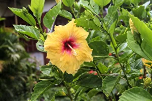 Micronesia Prints: Kosrae, Micronesia. Hibiscus flower growing on bush