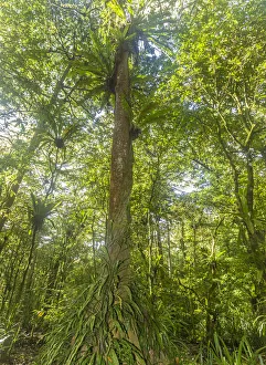 Fern Prints: Kosrae, Micronesia. Ka tree covered with ferns in Yela, a protected ka forest. The trees