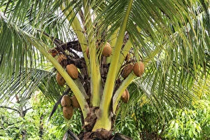 Floral & Botanical Collection: Kosrae, Micronesia. Ripe coconuts growing on a coconut tree