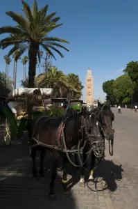 Marrakech Prints: Koutoubia Mosque, Marrakech, Morocco