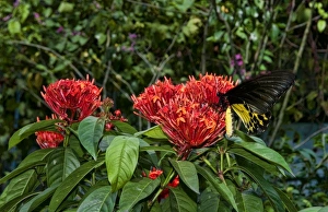 Prints of Kuala Lumpur, Malaysia. Gardens of Butterfly Park Images Dated 2027 November: Kuala Lumpur, Malaysia. Gardens of Butterfly Park
