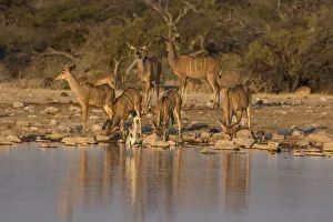 Kudo small grouping evening light waters edge, Etosha National Park