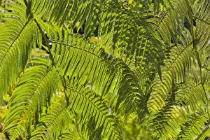 Maui Prints: Kula Botanical Gardens, Upcountry, Maui, Hawaii