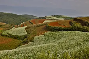 Kunming Prints: Kunming Dongchuan Red Land area landscape of crop land and rolling hills
