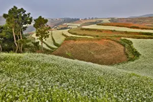 Images Dated 22nd September 2013: Kunming Dongchuan Red Land area landscape of crop land and rolling hills