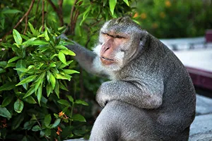 Micah Wright Prints: Kuta Selatan, Bali, Indonesia. A monkey sits watching in Uluwatu