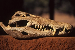 Skull Prints: Kwaza Village, Zambia, Africa. Crocodile skull, Luwanga River