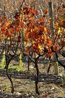 Images Dated 13th December 2006: La Clape. Languedoc. Domaine Mas du Soleilla. Vines trained in Cordon cane pruning