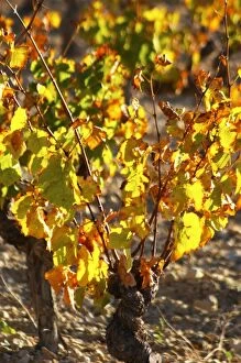 La Clape. Languedoc. Vines trained in Gobelet pruning. Vine leaves. Old, gnarled and twisting vine