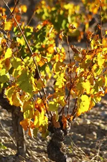 La Clape. Languedoc. Vines trained in Gobelet pruning. Vine leaves. Old, gnarled and twisting vine