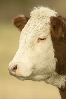 La Conner Prints: La Conner, Washington State, USA. Close-up portrait of a Hereford cow in pasture