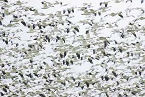 Shrub Prints: La Conner, Washington, USA. Huge dense flock of Snow Geese (Chen caerulescens) flying
