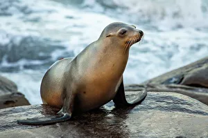 San Diego Prints: La Jolla, California. Sea lion