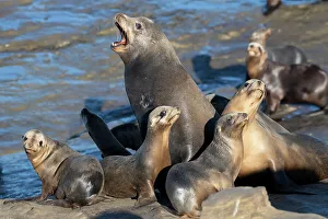 San Diego Prints: La Jolla, California. Sea lion