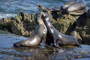 San Diego Prints: La Jolla, California. Sea lion