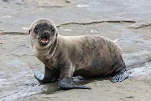 San Diego Prints: La Jolla, California. Sea lion