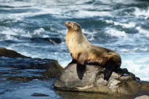 San Diego Prints: La Jolla, California. Sea lion