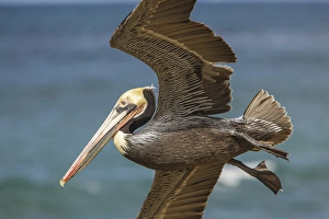 Cove Prints: La Jolla Cove-Brown Soaring above the Pacific