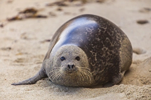 Cove Prints: La Jolla Cove, San Diego - Harbor Seal on the Beach