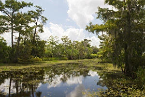 Images Dated 15th July 2012: LA, Lafitte, Airboat swamp tour