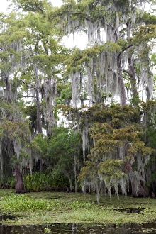 Swampland Prints: LA, Lafitte, Airboat swamp tour
