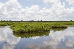 Images Dated 15th July 2012: LA, Lafitte, Airboat swamp tour