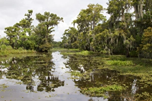 LA, Lafitte, Airboat swamp tour